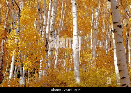 Aspen tress con foglie gialle in autunno. Foto Stock