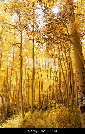 Aspen tress con foglie gialle in autunno. Foto Stock
