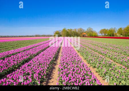 File di tulipani viola a Noordoostpolder, Paesi Bassi Foto Stock