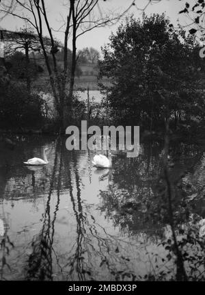 Taylor, Myron C., MR., residenza e terreni, Locust Valley, Long Island, New York, 1928 novembre Foto Stock