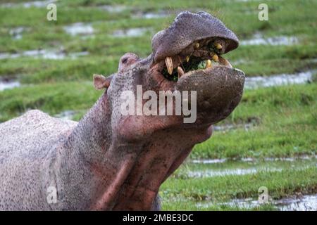 Ippopotamo comune (ippopotamo anfibio) nella palude, Parco Nazionale di Amboseli, Kenya, Africa Foto Stock