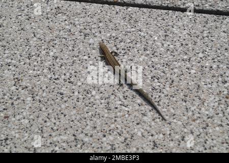 lucertola da parete che si crogiola al sole Foto Stock