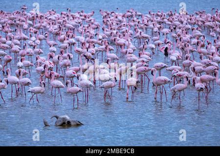 Fenicotteri maggiori con cranio di animale morto in primo piano, Parco Nazionale di Amboseli, Kenya Foto Stock