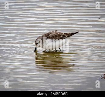 Comune Sandpiper (Actis hypoleucos), Parco Nazionale di Amboseli, Kenya, Africa Foto Stock