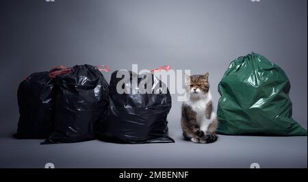 cat tra sacchetti di rifiuti con rifiuti residui e rifiuti organici. immagine concettuale per l'inquinamento con lettiera di gatto Foto Stock