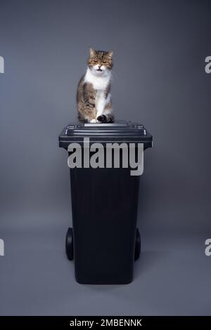 gatto seduto in cima a un contenitore di rifiuti con rifiuti residui che fanno faccia arrabbiata. immagine concettuale per l'inquinamento ambientale attraverso la lettiera del gatto Foto Stock