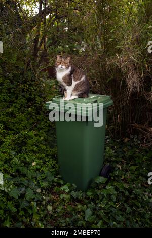 tabby gatto bianco seduto su rifiuti organici container all'aperto in giardino verde. immagine concettuale per lettiera biologica e sostenibile. Foto Stock