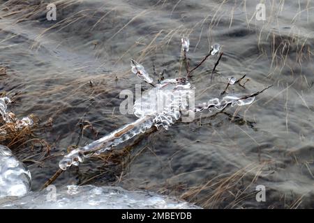 Piccolo ramo congelato in ghiaccio semitrasparente, in un fiume con onde e piante sottomarine Foto Stock