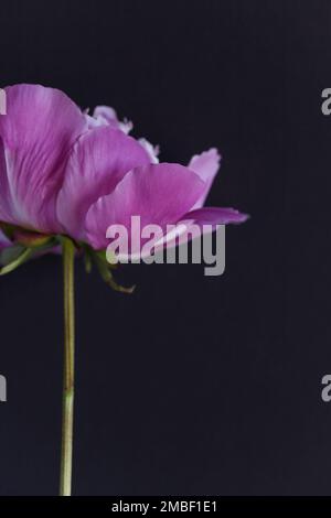 Foto closeup di peonia rosa brillante con profondità di campo bassa. Foto Stock