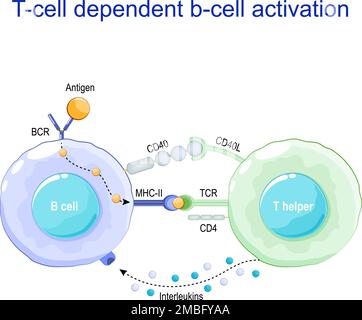 Attivazione delle cellule B dipendenti dalle cellule T. I linfociti B legano un antigene, ricevono aiuto da un helper T e si differenziano in una cellula plasmatica di cui secernono Illustrazione Vettoriale