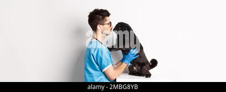 Bel veterinario medico che esamina carino cane nero pug presso la clinica di veterinario, in piedi su sfondo bianco Foto Stock