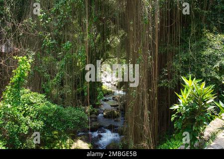 Ammira la foresta pluviale e un ruscello vicino al tempio Gunung Kawi Foto Stock