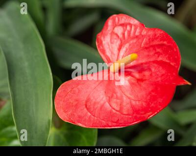 Fiore rosso di Anthurium o di tail flower. Fioritura flamingo fiore o laceleaf. La pianta fiorente cresce in serra o in casa. Foto Stock