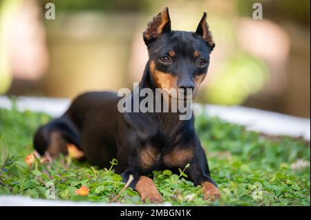 Primo piano ritratto del cane doberman pincher con le orecchie tagliate Foto Stock