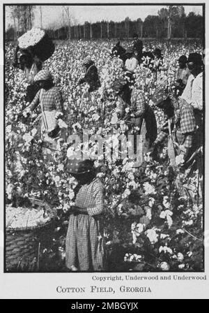 Campo di cotone, Georgia, 1911. Foto Stock