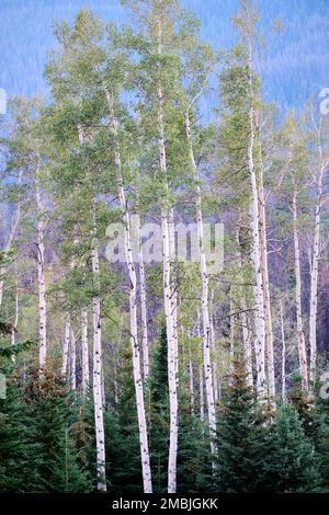 Aspen tremante con tronchi bianchi alti e paralleli circondati da conifere. Whistlers Campground nelle Montagne Rocciose canadesi vicino a Jasper, Alberta Foto Stock