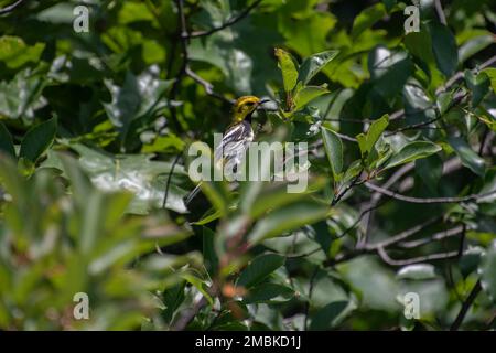 Un nero palpatore verde in albero. Foto Stock