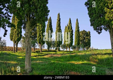 Cipressi ai margini di un verde paddock vicino al Monte Amiata, Toscana, Italia. Foto Stock