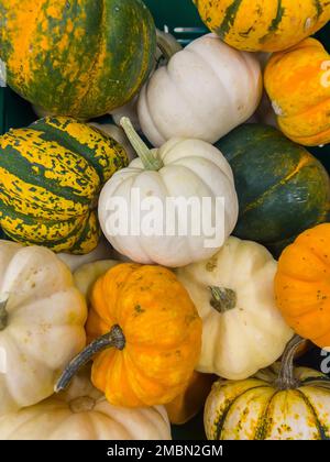 Vista dall'alto sulle mini zucche colorate. Zucca caduta accatastata. Varietà di verdure diverse in una bancarella del mercato. Cibo sfondo con spazio copia. Poster Foto Stock