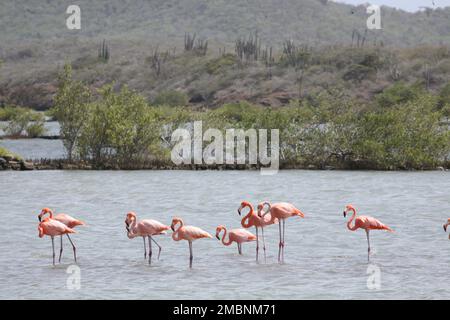 Uno scatto panoramico di una fiammeggiante fiammeggiante di Flamingo su un lago a Curacao, Caraibi del Sud Foto Stock