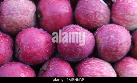 Un primo piano di prugne mature appena lavate ricoperte di gocce d'acqua Foto Stock