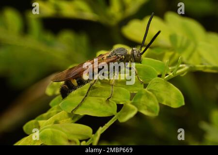 La vespa Scoliid arroccata sulle foglie. Campsomeriella sp. Java, Indonesia. Foto Stock