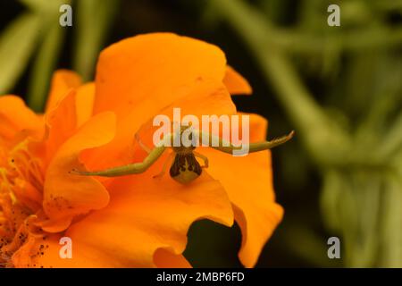 Un ragno di granchio verde riposa sul fiore giallo del cosmo. Foto Stock