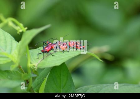 Un gruppo di bug di ciron ninfa raccolta sulla foglia verde. Foto Stock