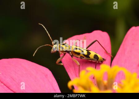 Bambù tigre longhorn riposo scarabeo su rosa zinnia fiore. Java, Indonesia Foto Stock