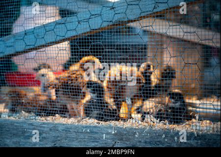 Pulcini giovani all'interno di una gabbia di pollo con una lampada a caldo, biancheria da letto per radere il legno, cibo e acqua Foto Stock