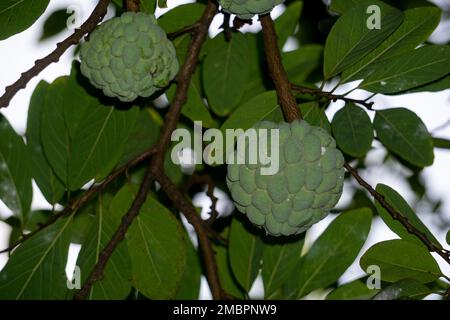 Zucchero mela albero biologico. Annona squamosa RARO albero DI FRUTTA mela Custard Foto Stock
