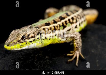 Lucertola balcanica (Podarcis tauricus) Foto Stock