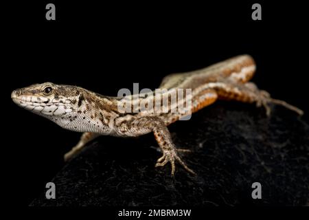 Guadarrama Muro Lizard (Podarcis guadarramae) Foto Stock