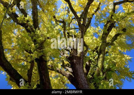 Enorme albero di bilboa ginko nella città di Arita di Kyushu Island, belle foglie gialle e cielo blu Foto Stock