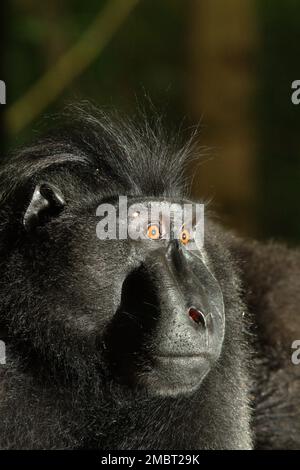 Ritratto di un macaco sulawesi nero-crested (Macaca nigra) maschio alfa individuo che sembra mostrare sempre la fiducia, la calma e, sorprendentemente, gesti gentili mentre si è intorno agli esseri umani nella foresta di Tangkoko, Sulawesi del Nord, Indonesia. È cresciuto e ha raggiunto la posizione più alta nella truppa senza alcune delle sue dita di sinistra che la perdita per un incidente. Nel fattore di personalità 'audace', un maschio di macaco crested solitamente 'reacts forte verso la situazione minacciosa, ' secondo un gruppo di scienziati guidati da Christof Neumann in un articolo scientifico pubblicato nell'agosto 2013. Foto Stock