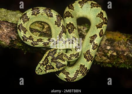 Una vipera malabar pit che riposa su un ramo d'albero all'interno delle foreste di Agumbe in una serata piovosa. Foto Stock