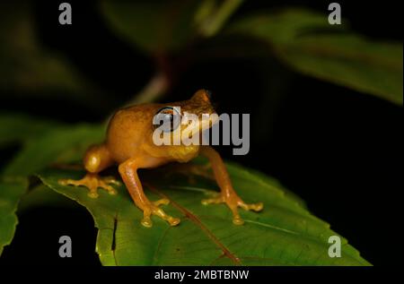 Una rana di cespuglio dagli occhi blu che riposa sulla cima di una foglia all'interno della foresta di agumbe in una serata piovosa. Foto Stock