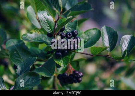 Ramificazione con bacche mature di Aronia melanocarpa, chiamata il cespuglio nero di chokeberry, che cresce nel giardino Foto Stock