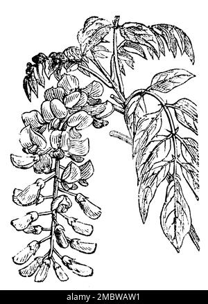 Glicine cinese, Wisteria sinensis, (libro giardino, 1877), Chinesische Wisteria, Glicine sinensis Foto Stock