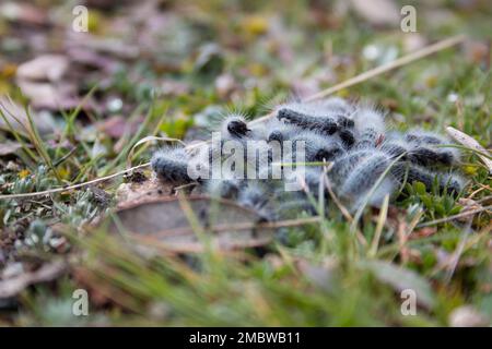 set di bruco processionario, nido, nei suoi primi giorni di vita durante l'inizio dell'inverno. Foto Stock