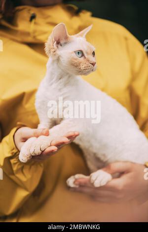 Gatti Ritratto. Gatto obbediente Devon Rex con colore crema pelliccia seduto sulle mani. Curioso divertente carino bella Devon Rex Cat. Fantastici animali domestici felici Foto Stock