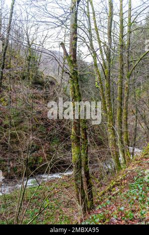 Un piccolo fiume che scorre attraverso le ardenne belghe in un primo pomeriggio d'inverno. Foto Stock