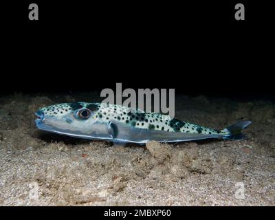 Argento - pesce spada - Lagocephalus sceleratus Foto Stock