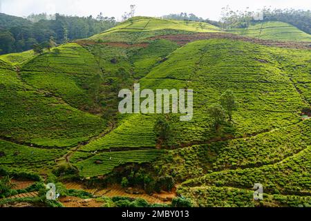Verdi colline con piantagioni di tè in Sri Lanka, Asia Foto Stock