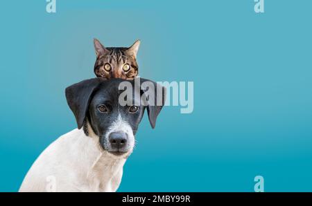 ritratto di cane bianco e nero con un gatto nascosto dietro di fronte a uno sfondo blu Foto Stock