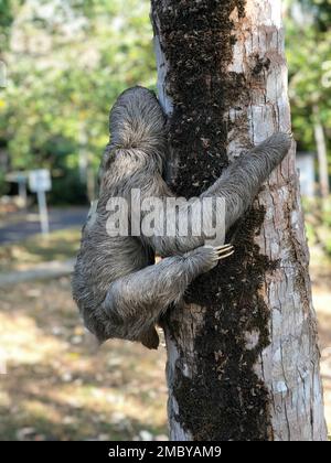 Un primo piano verticale di un solco pallido (Bradypus tridactylus) sulla corteccia dell'albero Foto Stock