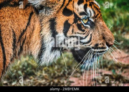 Un'immagine ravvicinata del lato destro del volto di una tigre bengala Foto Stock