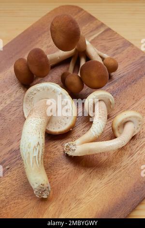 Mucchio di Pioppini di velluto appena raccolti o funghi Pioppo Nero (Yanagi Matsutake) su un tagliere Foto Stock