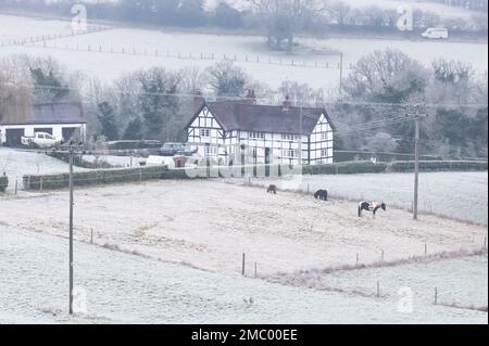 Drakelow, Worcestershire, 21 gennaio 2023 - i cavalli pascolano in un campo fuori da una casa di campagna in stile tudor situata in una valle vicino a Drakelow, Worcestershire, è circondata da campi ghiacciati e bassa nebbia gelida quando le temperature precipitano di nuovo durante la notte. Credito: Interrompi stampa Media/Alamy Live News Foto Stock