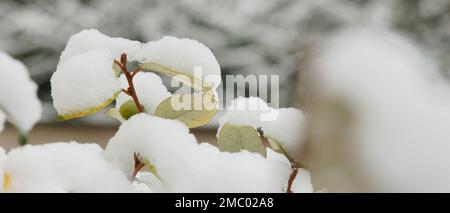 Bandiera di neve che copre le foglie sempreverdi arbusti eleagnus in inverno nel giardino Foto Stock